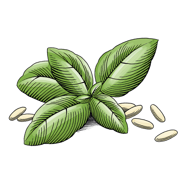 Pesto Classico